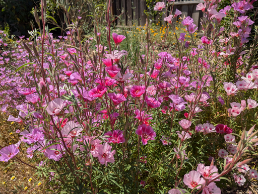 Farewell-to-Spring (Clarkia amoena)