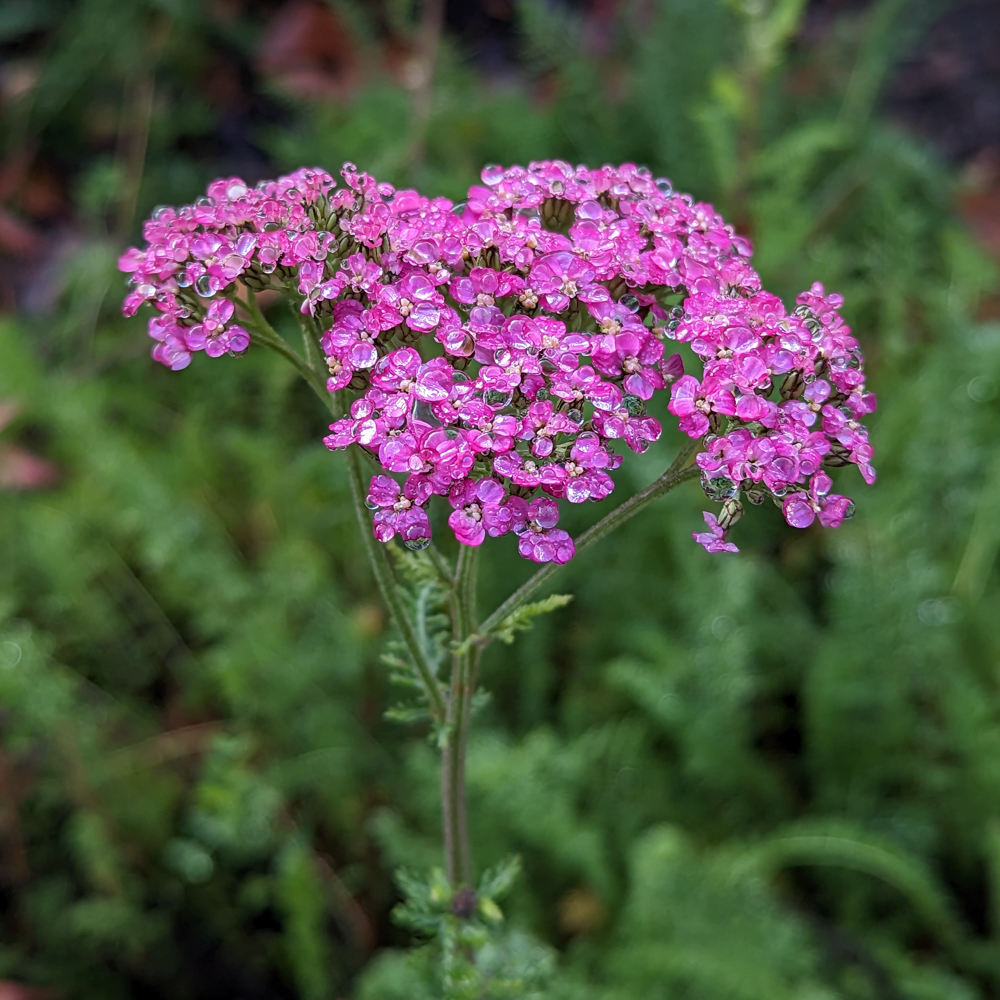 Island Pink Yarrow